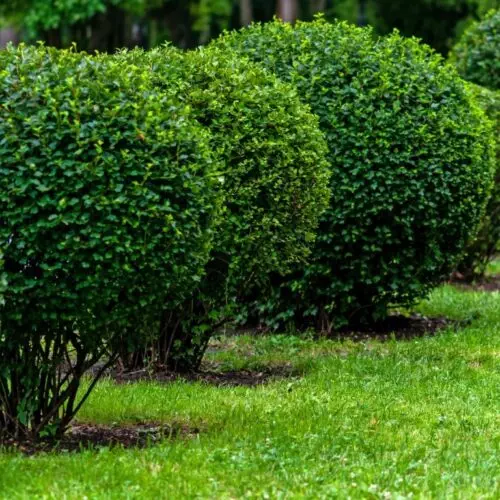 A row of trimmed green bushes in a park.