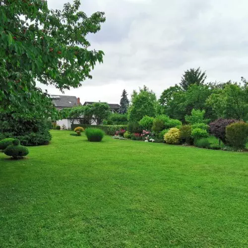 A lush lawn with trees and shrubs in the background, maintained by Rich Lawn Mowing Service.