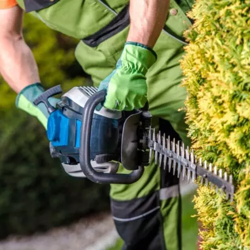 A man providing garden services by cutting hedges with a hedge trimmer.
