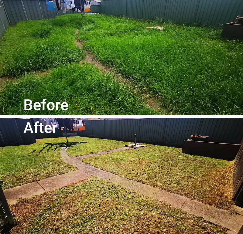 Before and after pictures of a lawn in a backyard.
