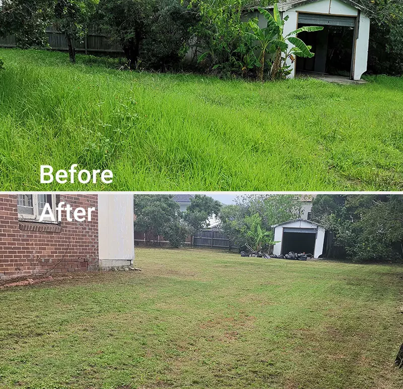 A before and after photo of a lawn.