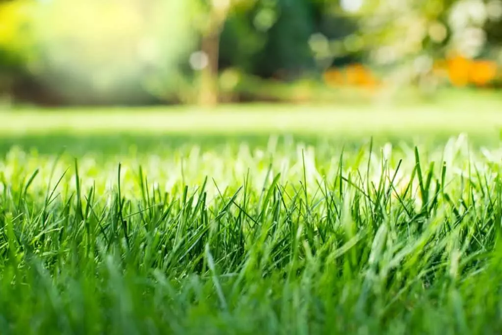A close up of green grass in a garden, rich mowing.